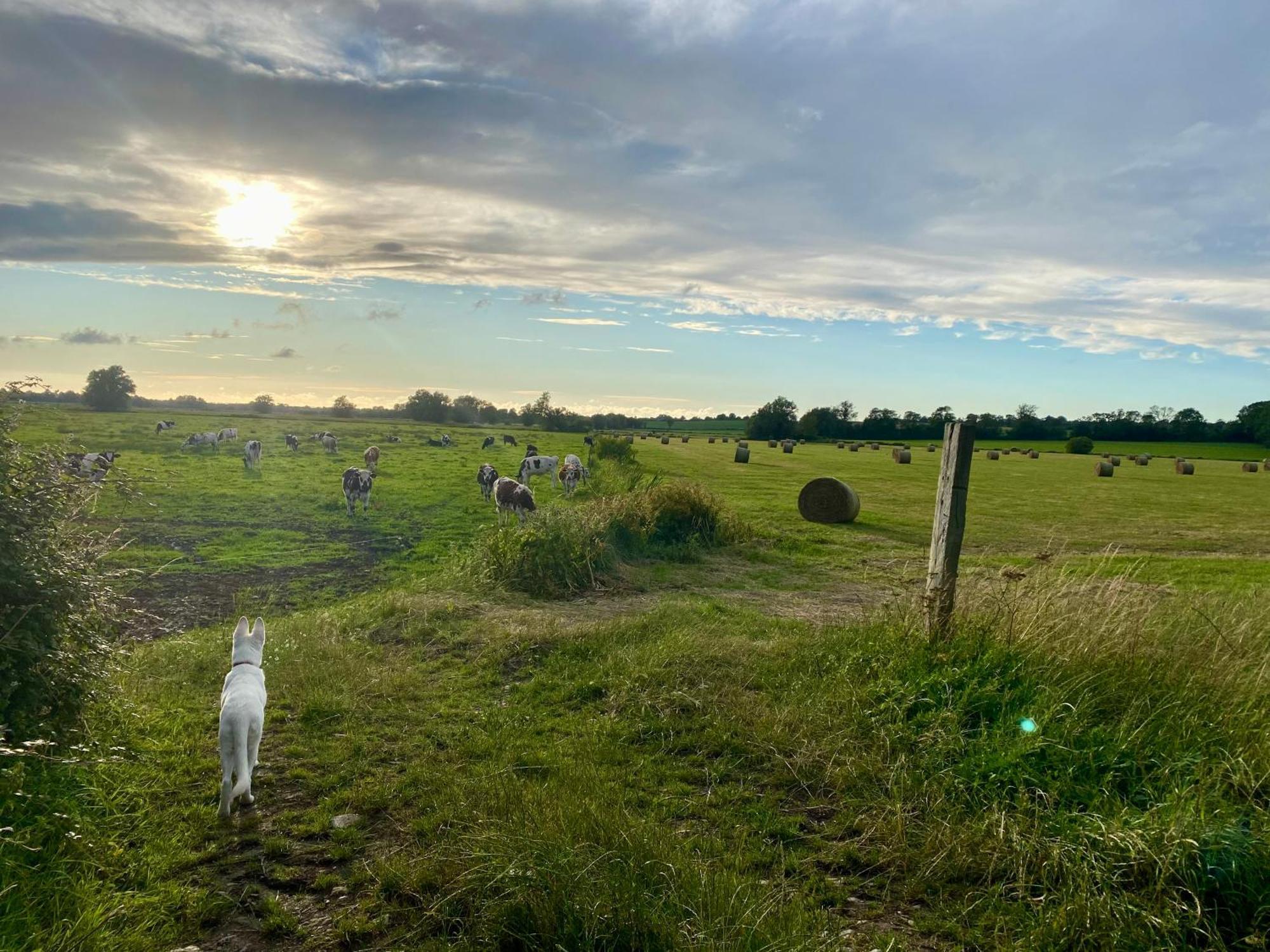 Chambre De Rose - Le Refuge Des Parachutistes - En Bordure Du Marais Neuville-au-Plain Exteriér fotografie